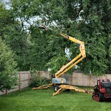 Best Tree Maintenance Programs  in Rumson, NJ